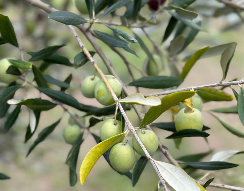 How long does olive oil take to soften ear wax