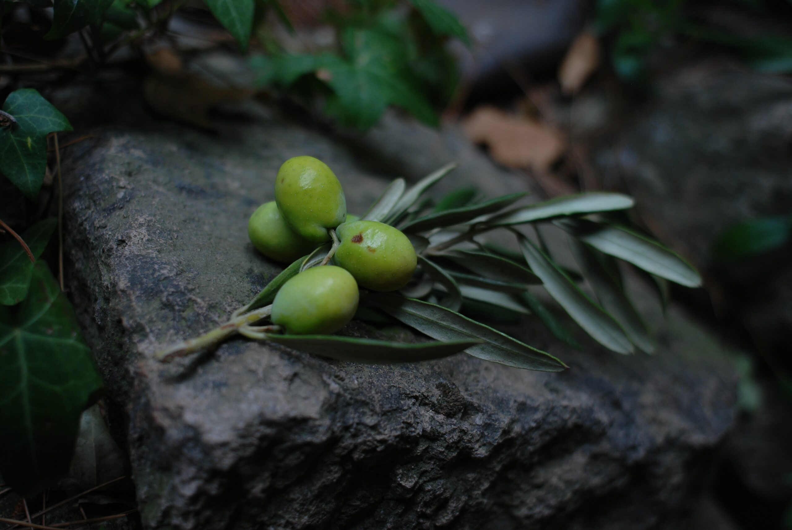 How long does olive oil take to soften ear wax
